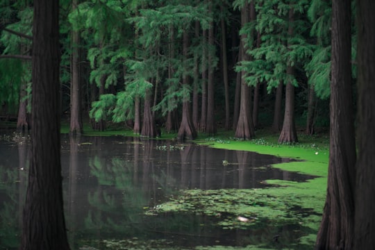 swamp surrounded with green pine trees during daytime in Donghu Lake China