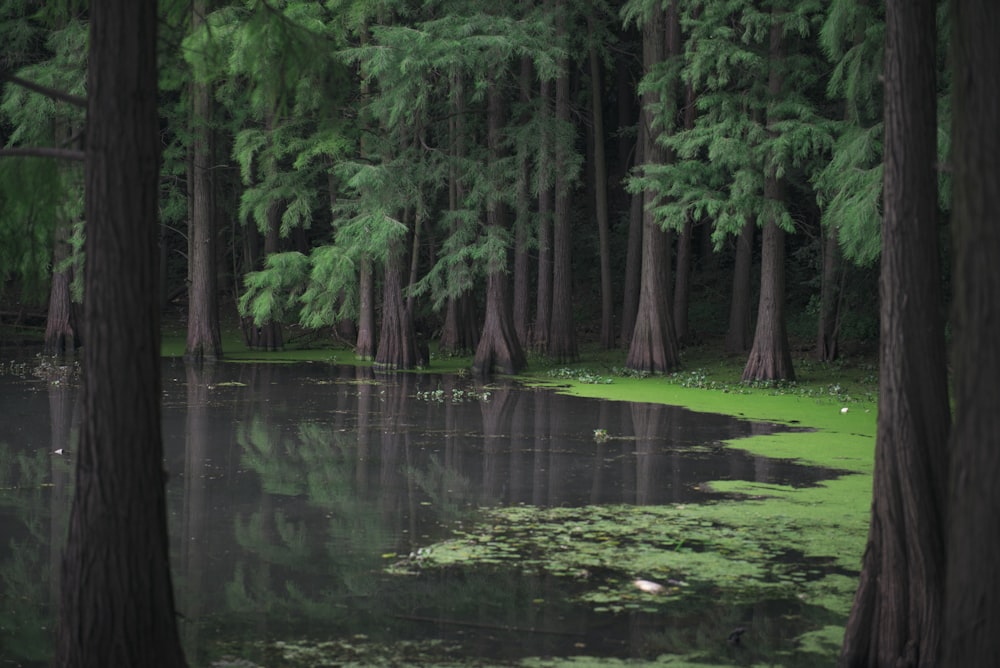 swamp surrounded with green pine trees during daytime