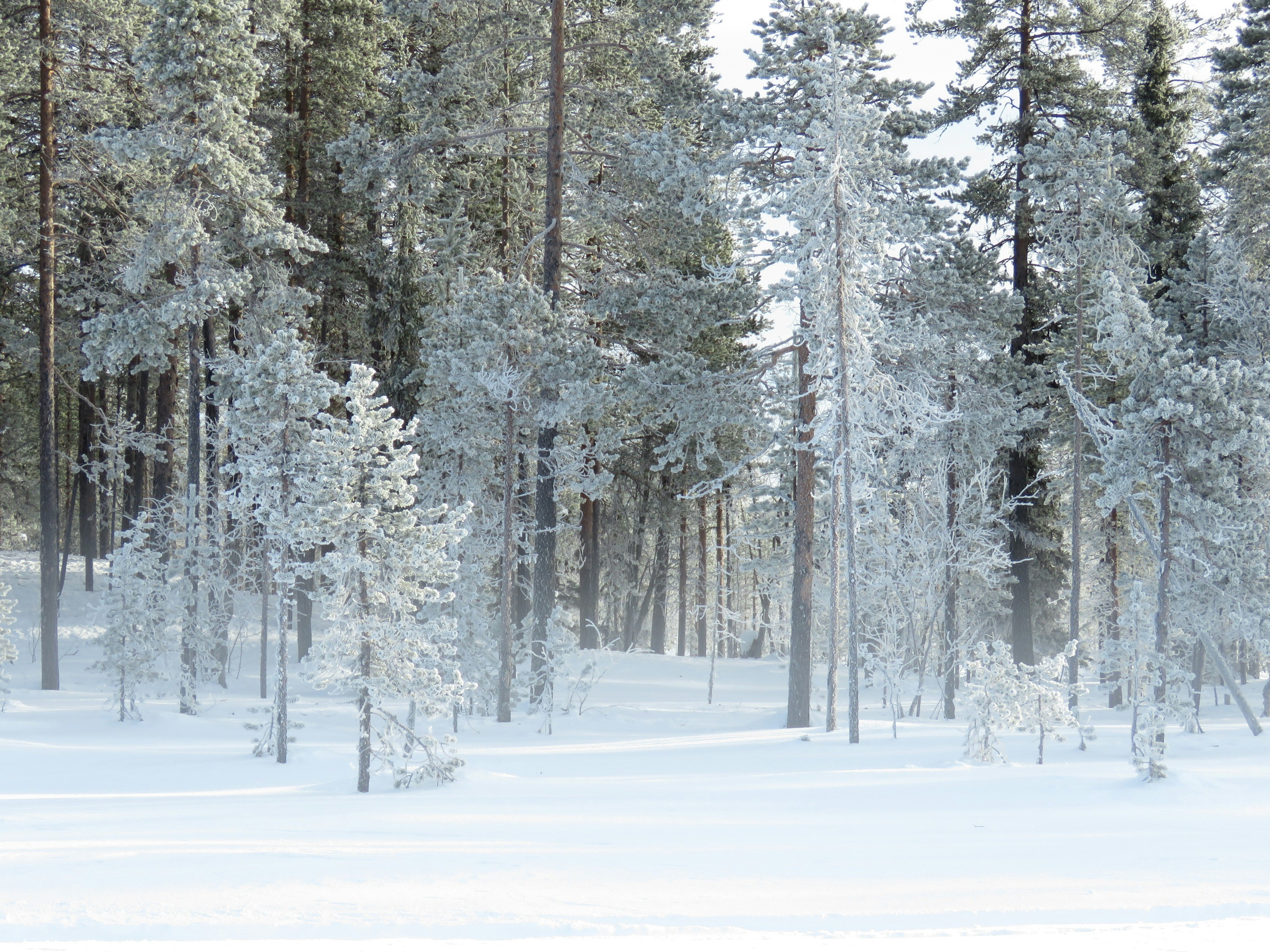 Free Unsplash photo from sylvia Louwers