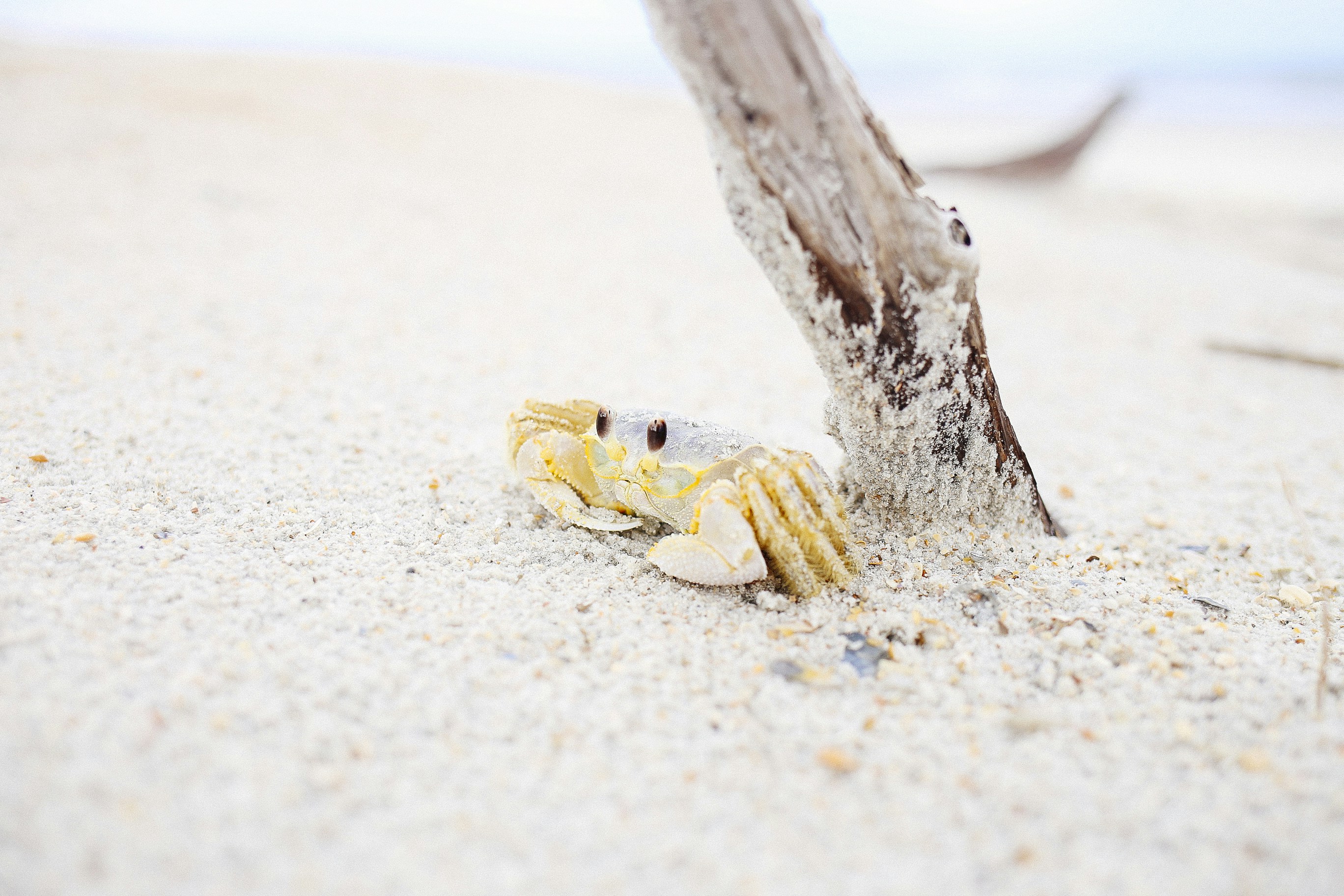 https://images.unsplash.com/photo-1467639833805-76aed7addc01?ixid=M3w2MjYzNjJ8MHwxfHNlYXJjaHw1fHxBbmdyeSUyMENyYWIlMjBTaGFja3xlbnwwfDB8fHwxNzI0MTAzNTQ1fDA&ixlib=rb-4.0.3