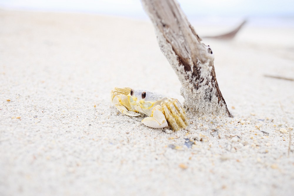 Krabbe in der Nähe von Holzstange auf Sand