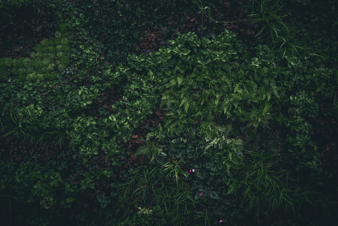 A top view of a forest floor with ferns and other leafy plants
