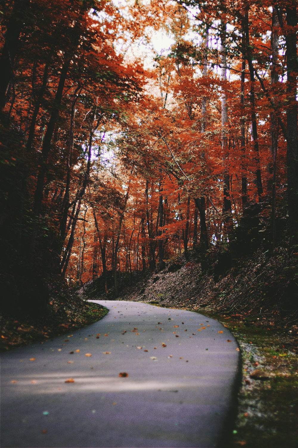 gray road beside a trees