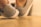 A close-up of premium sports shoes on a gym floor.