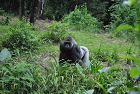 A large gorilla sits among dense green foliage in a forested area. Its posture is upright and alert, surrounded by lush vegetation and trees.