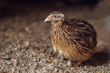 A brown quail is perched on a textured, earthy ground covered with small stones and debris. The bird's plumage displays a mix of brown and black patterns, providing a camouflaged appearance against the natural background.