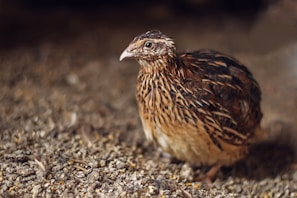 A brown quail is perched on a textured, earthy ground covered with small stones and debris. The bird's plumage displays a mix of brown and black patterns, providing a camouflaged appearance against the natural background.
