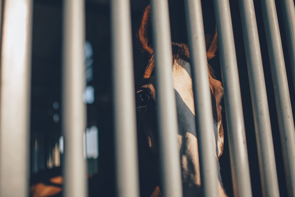 brown horse behind grey bars