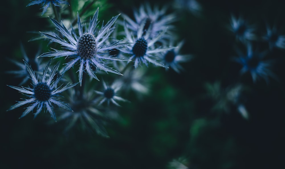 fotografia em close-up de flores de pétalas azuis e cinzas