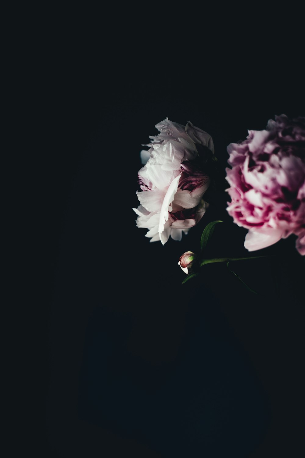 Fokusfoto og weiß-rosa Blütenblätter