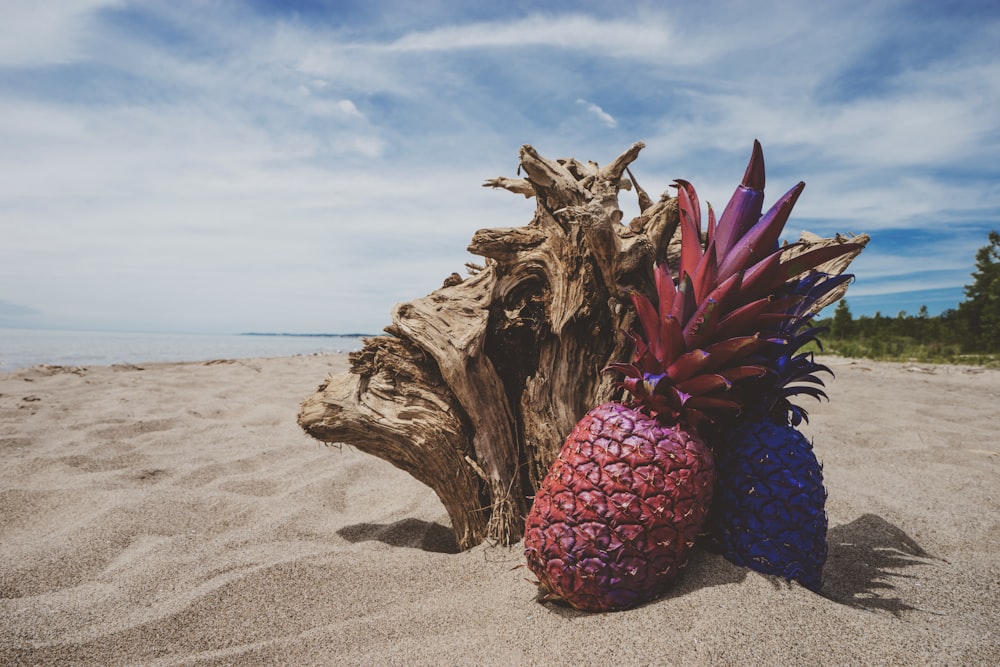 maroon pineapple near log on beach under blue and white skies