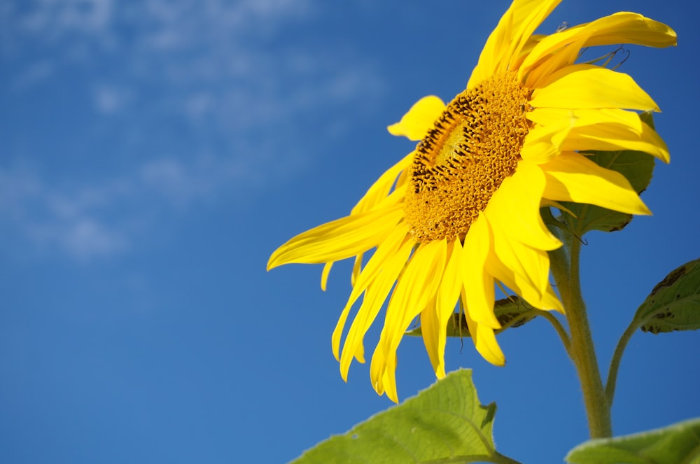 fotografia a fuoco superficiale del fiore del sole giallo