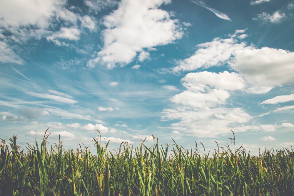 Grünes Kornfeld unter bewölktem Himmel