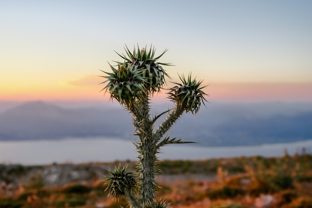 Fotografía de enfoque selectivo de plantas de hojas verdes