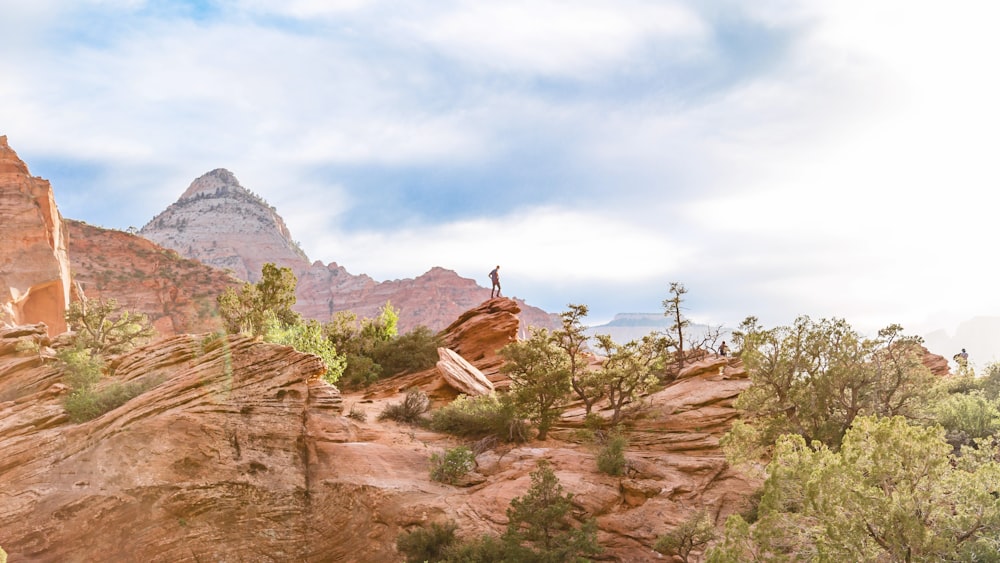 canyon surrounded with trees