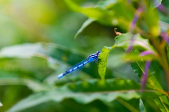 A vibrant blue dragonfly perches delicately on a green leaf, surrounded by lush foliage. The image displays a soft focus in the background with hints of purple and yellow highlights from the surrounding plants.