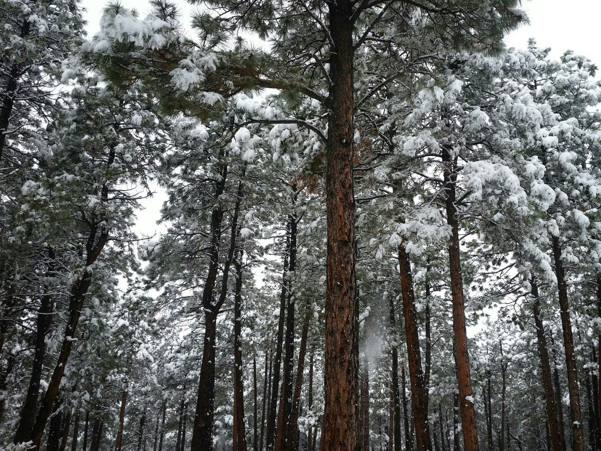 Free Unsplash photo from Sydney Wippman