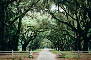 green leaf trees