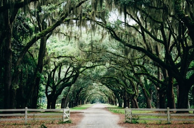 green leaf trees