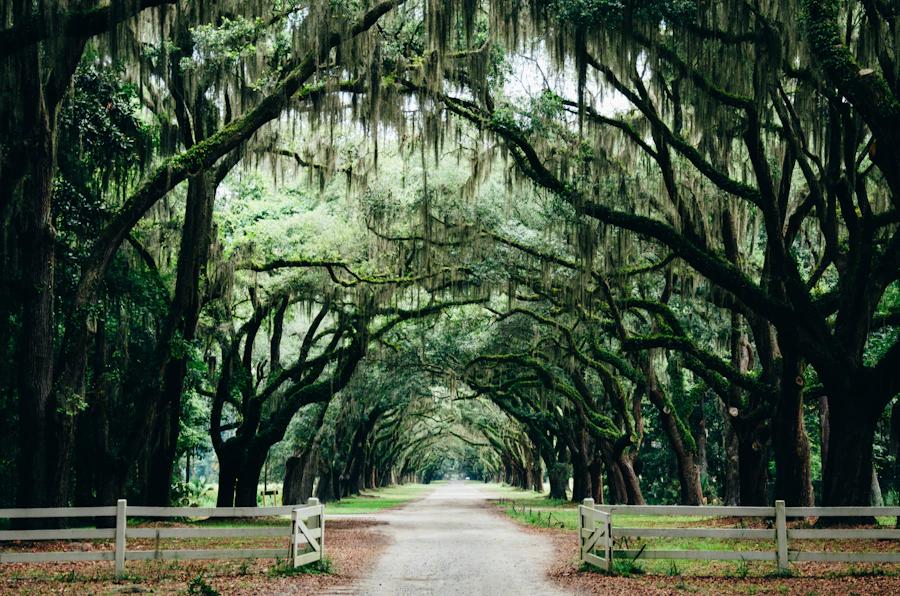 Live oak canopy on Edisto Island South Carolina