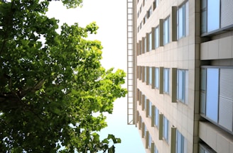 A perspective view from the ground looking upwards towards a modern building with multiple windows and a lush green tree canopy extending into the sky, creating a contrasting scene between nature and architecture.