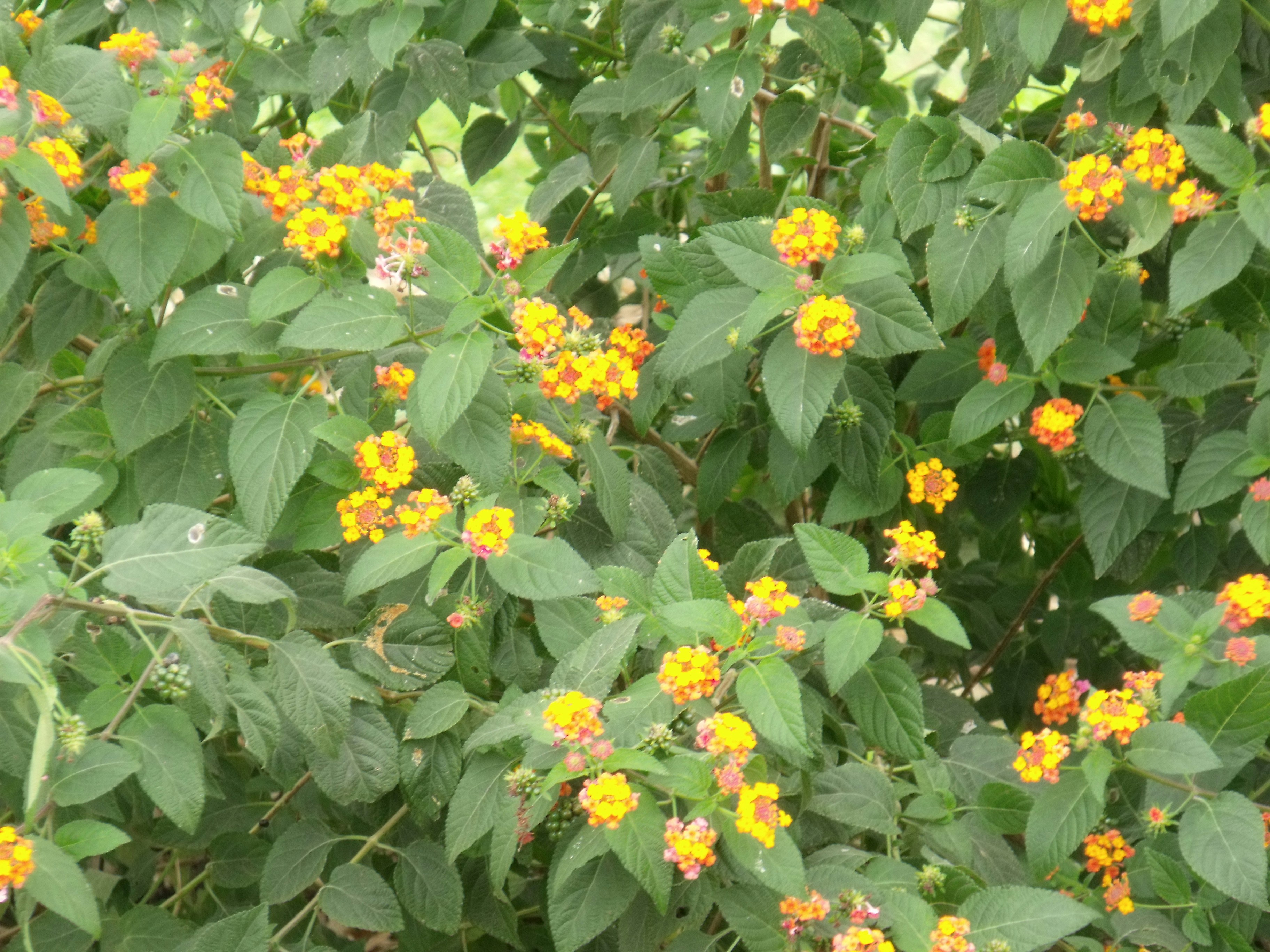 Free Unsplash photo from Anand Agarwal