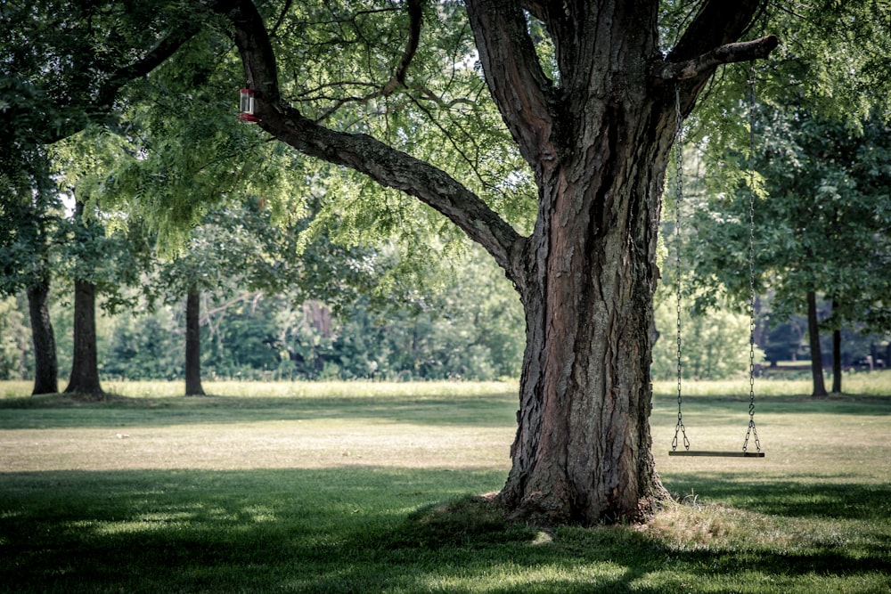 Foto de silla columpio en el árbol