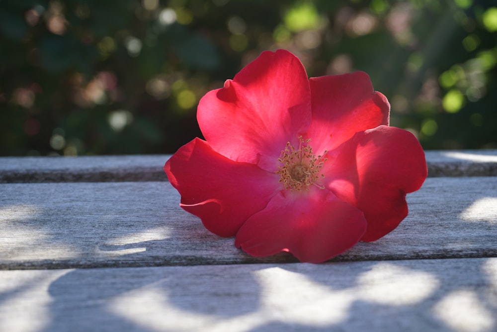 red flower on gray wooden surface