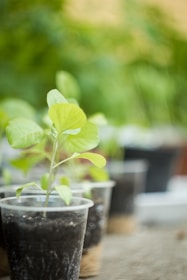 A small green plant is growing in a clear plastic cup filled with soil. Other similar cups are placed in the background, slightly out of focus. The background features a soft, natural green blur, suggesting an outdoor or greenhouse environment.
