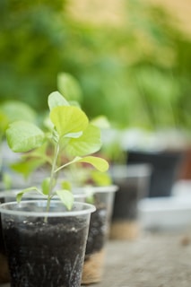 A small green plant is growing in a clear plastic cup filled with soil. Other similar cups are placed in the background, slightly out of focus. The background features a soft, natural green blur, suggesting an outdoor or greenhouse environment.