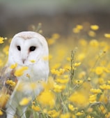 white and brown barn owl on yellow petaled flower field