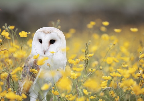 white and brown barn owl on yellow petaled flower field