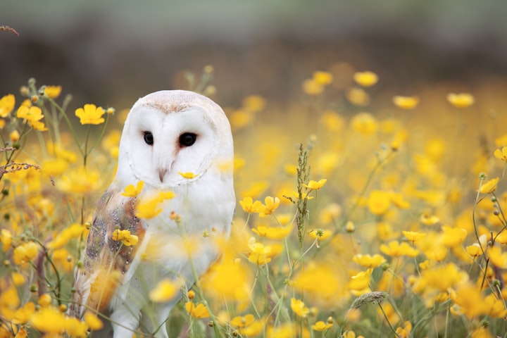 Barn owl sitting amidst small yellow flowers.