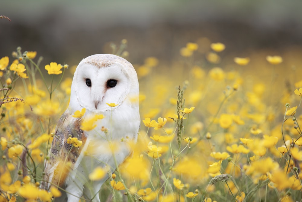 white and brown barn owl on yellow petaled flower field