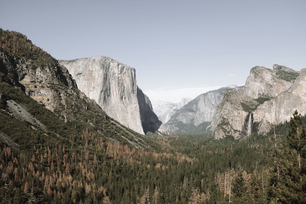 green trees near mountains