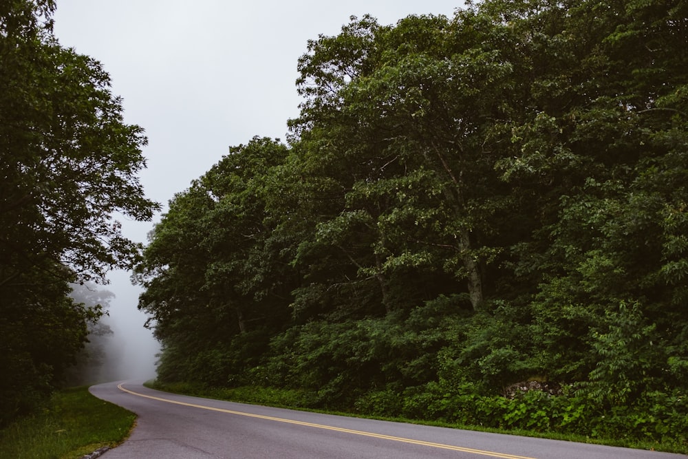 green trees beside gray asphalt road