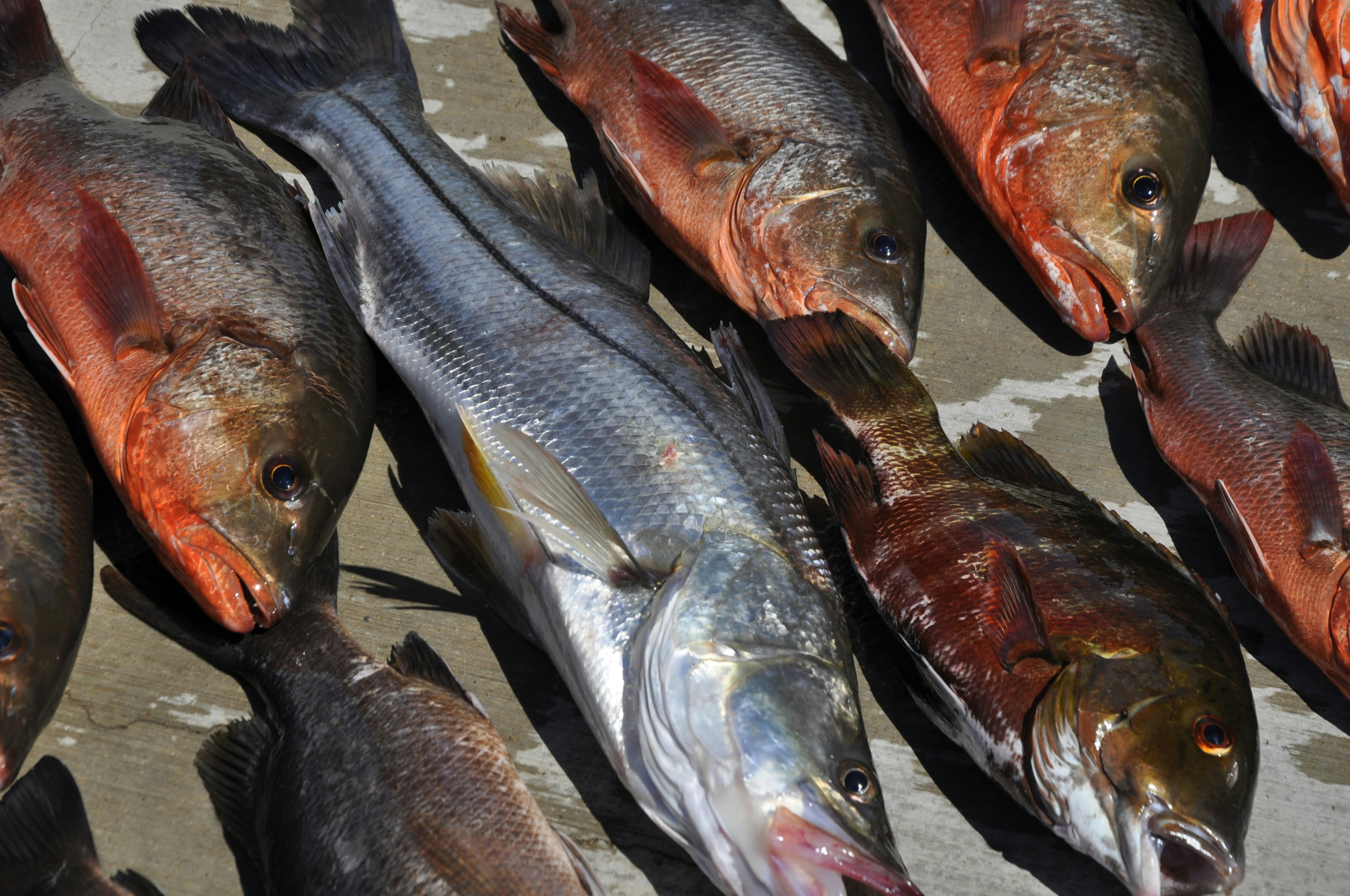 Free Unsplash photo from Juanello Diaz