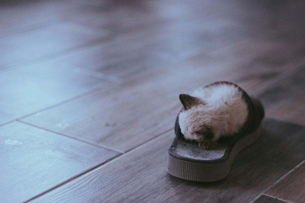 Siamesisches Kätzchen schläft in Slide-Sandalen