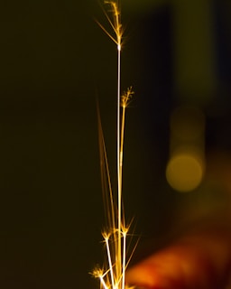 Close-up of golden sparks cascading down like a shimmering waterfall during a festive event.