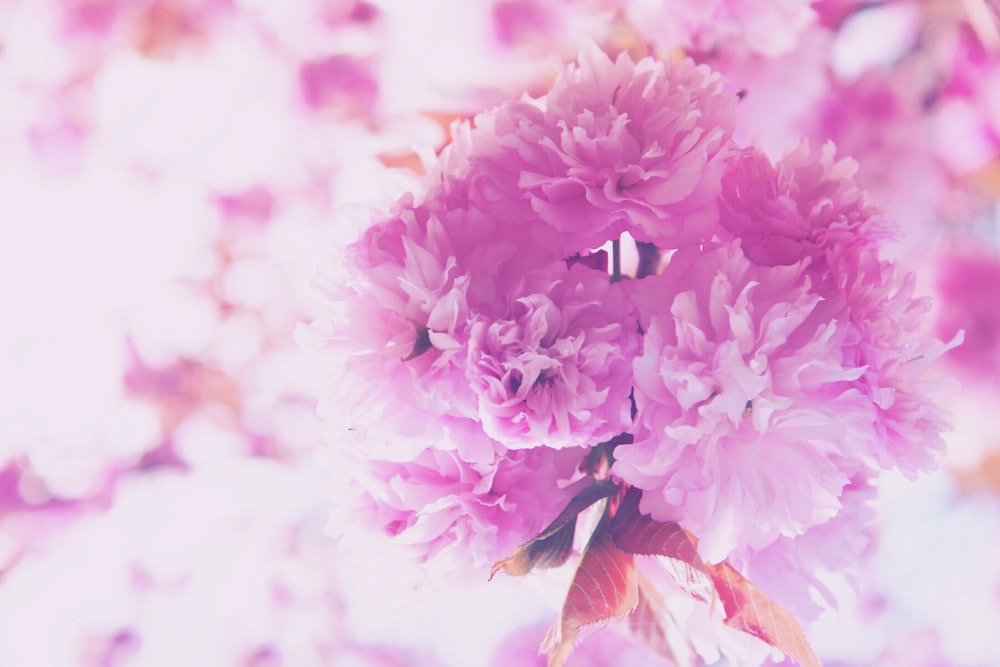 분홍색 꽃잎 꽃