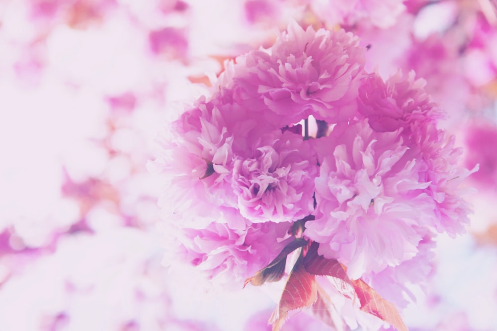 pink petaled flowers