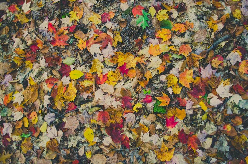 assorted-color leaves on ground
