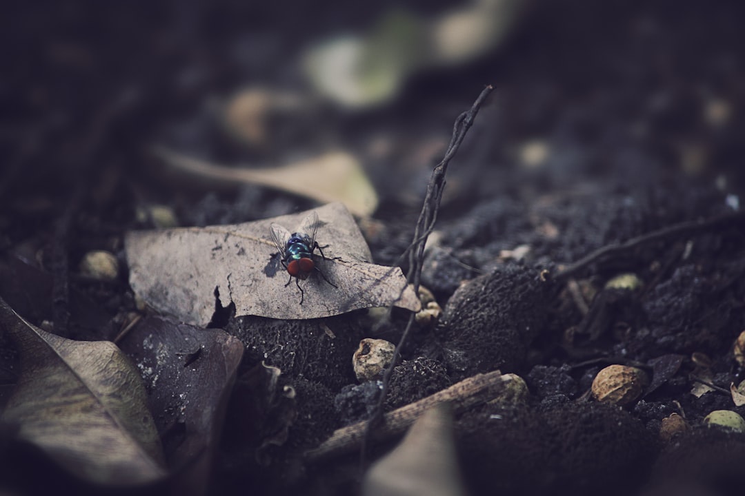 black fly on dried leaf