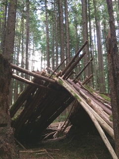 A forest with tall, dense trees surrounded by a makeshift shelter constructed from logs and branches. Sunlight filters through the canopy, casting dappled shadows on the forest floor. The structure appears rustic and primitive, blending with the natural setting.