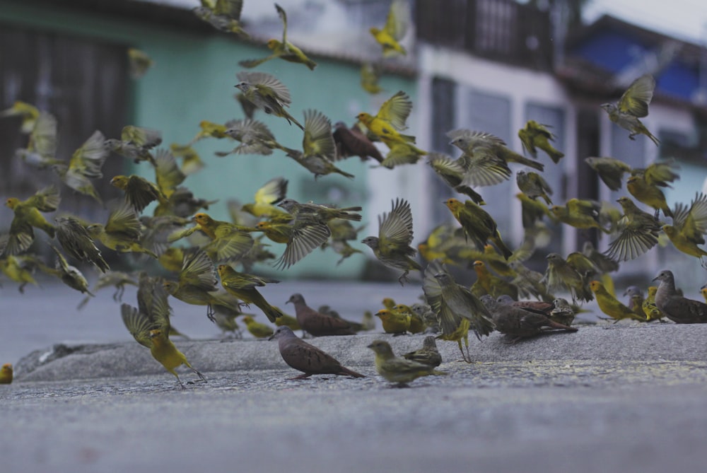 Foto de enfoque superficial de aves en vuelo