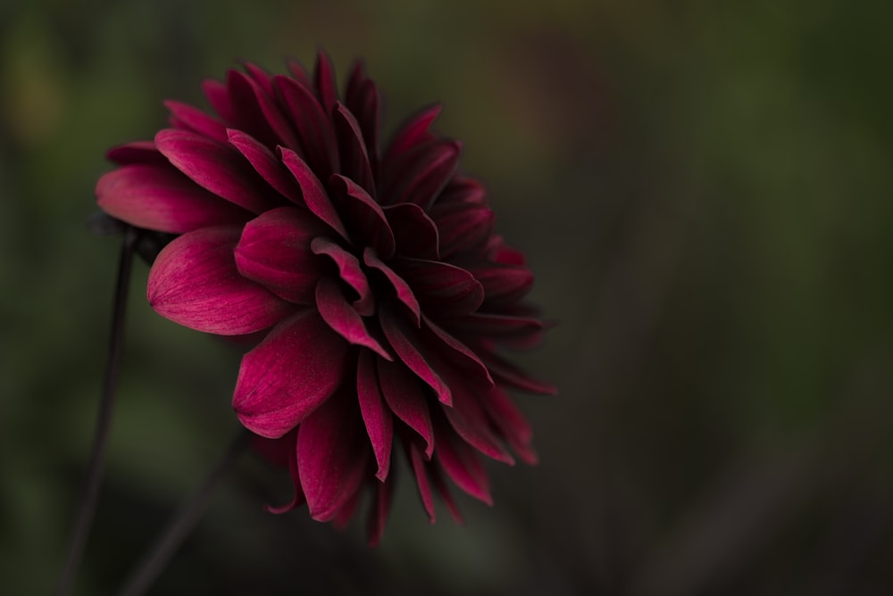 foto de foco seletivo da flor de pétala rosa