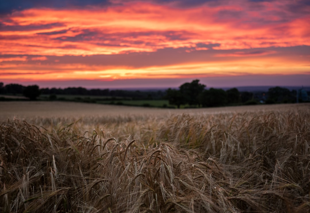 photo of wheat field during golden hour