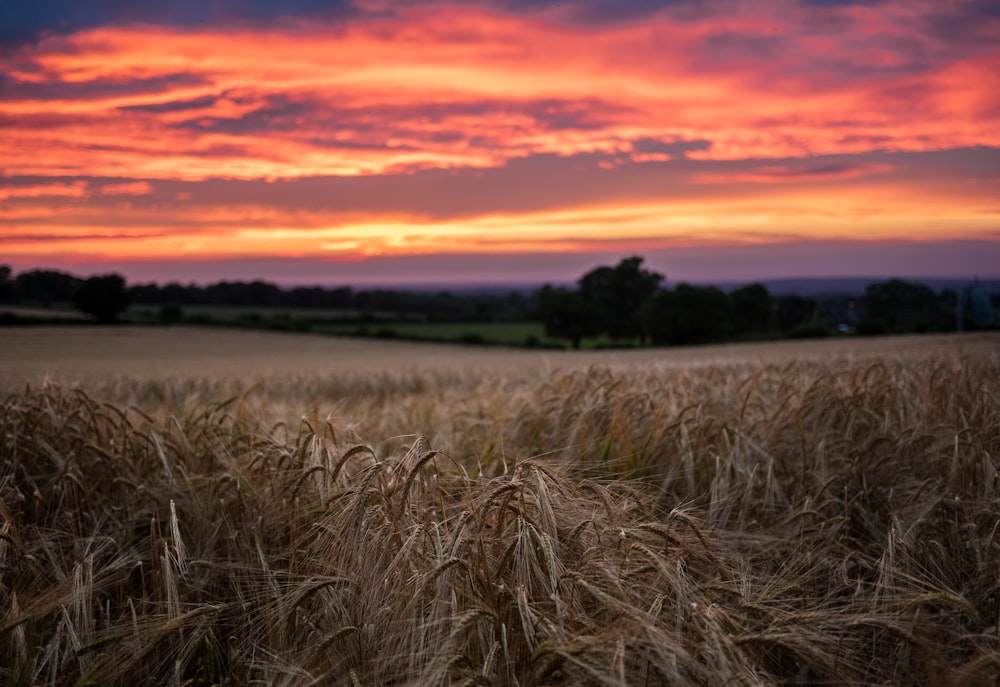 ゴールデンアワーの小麦畑の写真