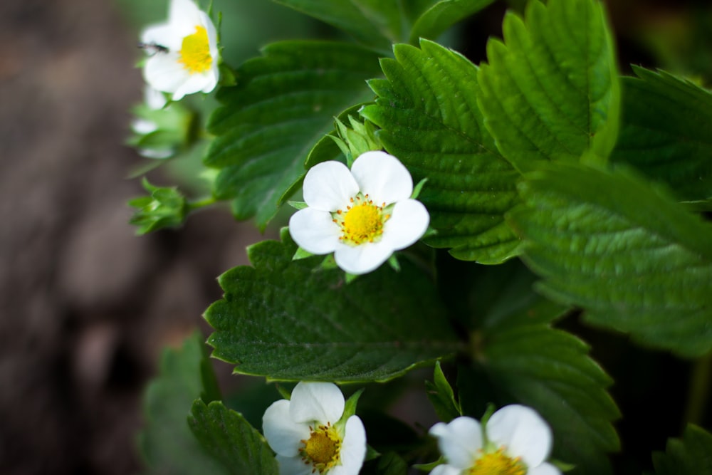 白と黄色の5弁の花の写真