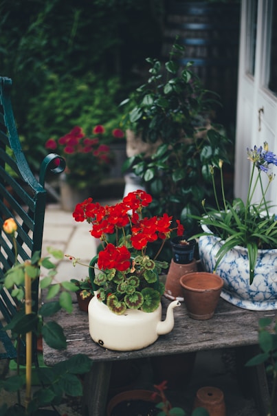 red flower on pot surrounded by plants